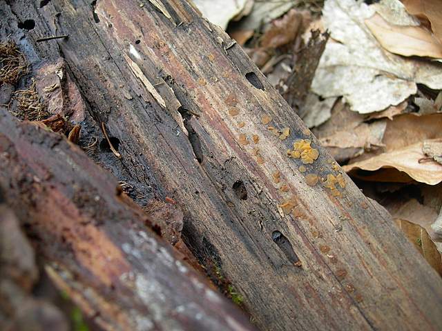 le  Specie  invernali  del  Leimental